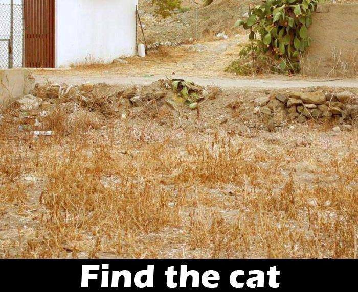 find the cat